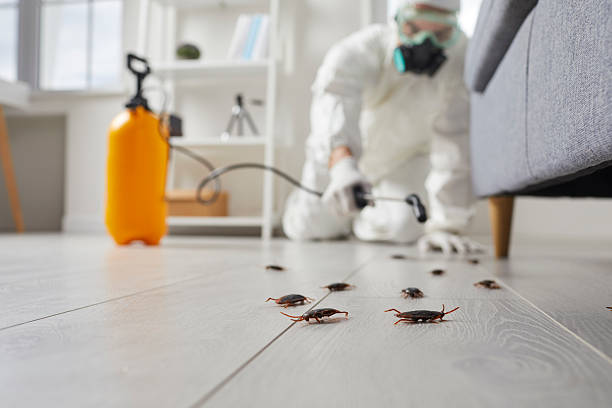 Commercial Rodent Management in Blasdell
